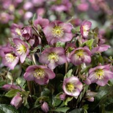 5023242999753 1 Helleborus HGC Ice N Roses Mindy Marble.jpg